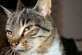portrait of a striped cat