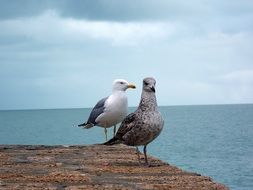 two seagulls on a wooden pier