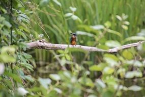 Kingfisher on branch