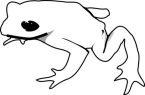 toad as a black and white graphic image