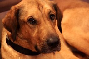 portrait of a domestic cute dog