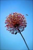 an insect flies to a round wild flower