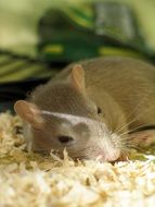 Adorable gerbil resting in cage