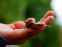 slimy snail on hand