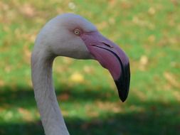 Flamingo view