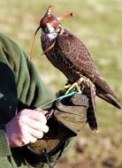 Falcon Bird Raptor