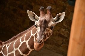 portrait of young giraffe in the zoo