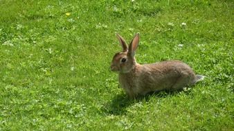 Long Eared Hare on green grass