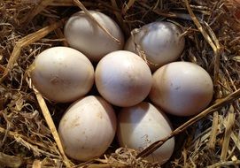 Hen Eggs