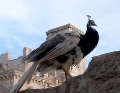 peacock standing on a rock