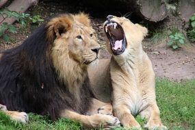 yawning lioness