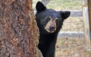 black bear behind a tree close up