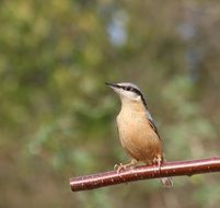 perched nuthatch in the garden