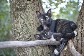 black cats lie on a tree