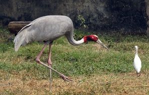 sarus crane in Kolkata