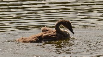 swimming young swan