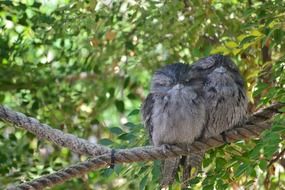 two perched Frogmouth Birds