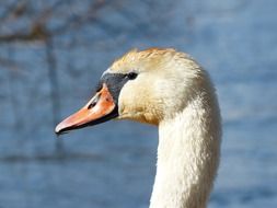 white swan profile picture