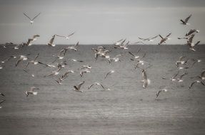 Seagulls about Ocean