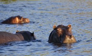 hippos in the river, africa