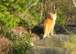 red Cat in Garden on a sunny day