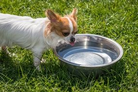 Chihuahua drinks water from a bowl