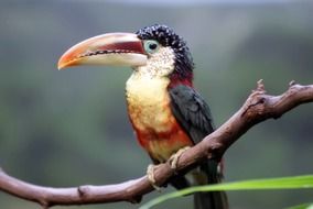 beautiful and amazing Toucan Bird