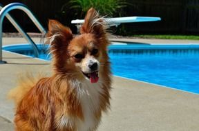 cute red puppy by the pool