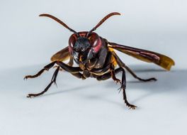 hornet close up