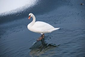 Swan on a frozen lake