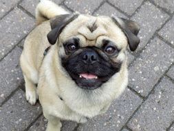 portrait of a pug-dog