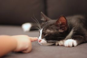 Child and the cat
