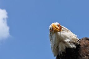 Eagle and blue sky