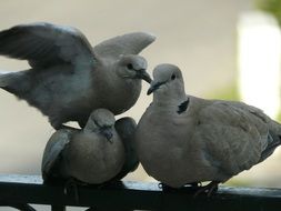 three grey doves