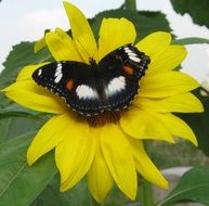 butterfly on a sunflower