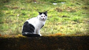 black and white cat on the field