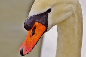 Swan is proud bird close-up on blurred background