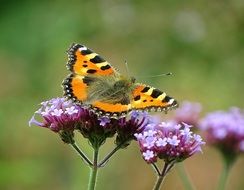 cute lovely Summer Butterfly