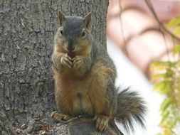 squirrel eating food