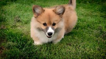 corgi dog on green grass