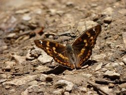 brown butterfly in nature