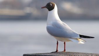 seagull on the concrete pile