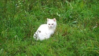 white kitten in the high green grass