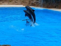 Picture of Artistry Dolphins