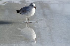 Seagull in water