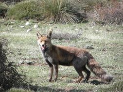fluffy fox in the wild
