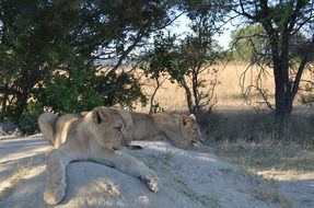 wild lions resting in the shadow