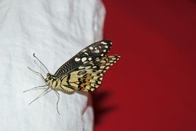 butterfly sitting on the white fabric