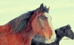 Wild Ponies at winter