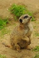 meerkat in the steppe